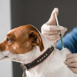 vacunas-para-perros-768x512
